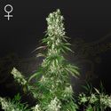 White Strawberry Skunk (Strain Hunters) Feminisoidut