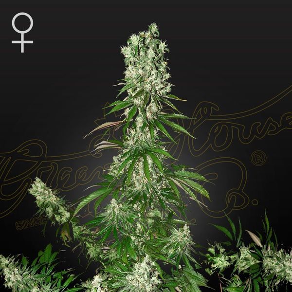 White Strawberry Skunk (Strain Hunters) Feminisoidut