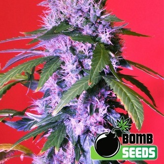 Berry Bomb Auto (Bomb Seeds) feminisoidut kannabiksen siemenet