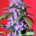 Berry Bomb Auto (Bomb Seeds) Feminisoidut