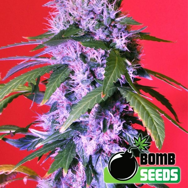 Berry Bomb Auto (Bomb Seeds) Feminisoidut