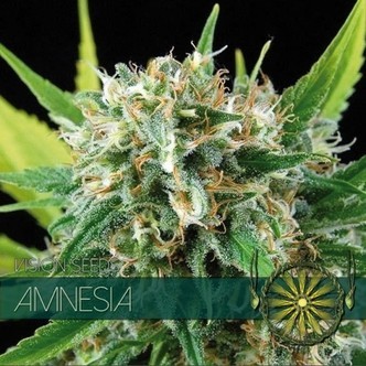 Amnesia (Vision Seeds) feminisoidut kannabiksen siemenet