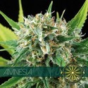 Amnesia (Vision Seeds) Feminisoidut
