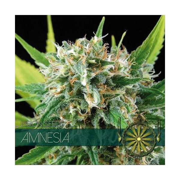 Amnesia (Vision Seeds) Feminisoidut