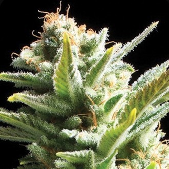 Amnesia (Vision Seeds) Feminisoidut