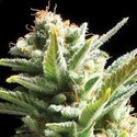 Amnesia (Vision Seeds) Feminisoidut