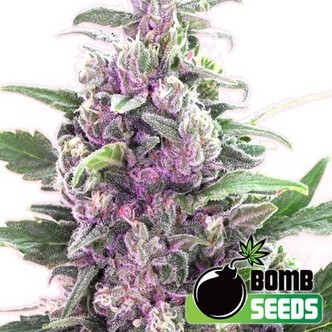 THC Bomb Auto (Bomb Seeds) feminisoidut
