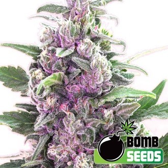 THC Bomb Auto (Bomb Seeds) Feminisoidut