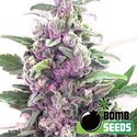 THC Bomb Auto (Bomb Seeds) Feminisoidut