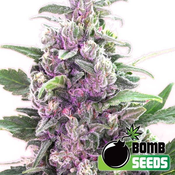 THC Bomb Auto (Bomb Seeds) Feminisoidut