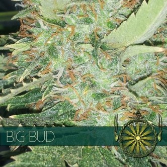 Big Bud (Vision Seeds) feminisoidut kannabiksen siemenet