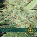 Big Bud (Vision Seeds) Feminisoidut