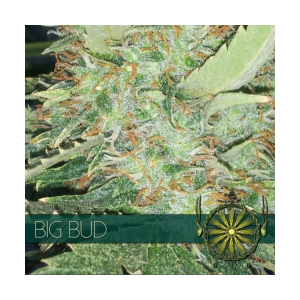 Big Bud (Vision Seeds) Feminisoidut