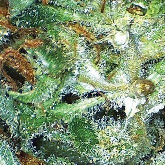 Big Bud (Vision Seeds) Feminisoidut