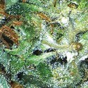 Big Bud (Vision Seeds) Feminisoidut