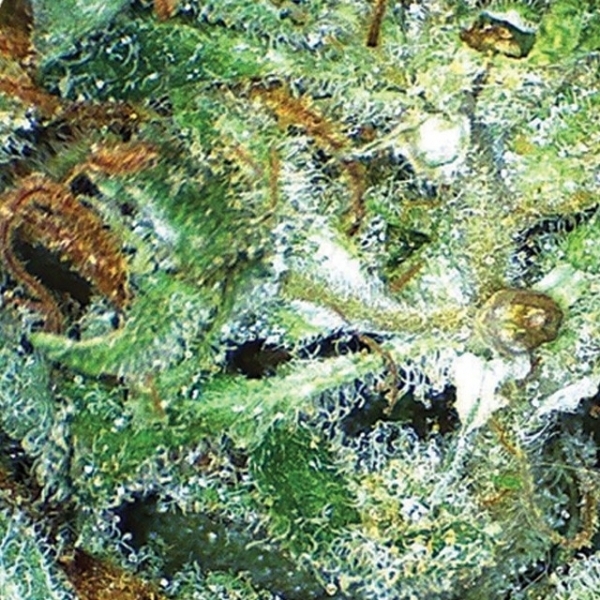 Big Bud (Vision Seeds) Feminisoidut