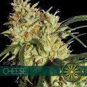 Cheese (Vision Seeds) Feminisoidut
