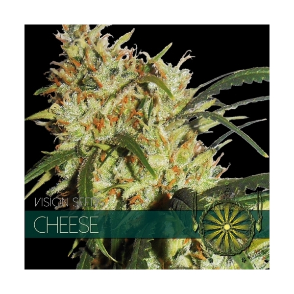 Cheese (Vision Seeds) Feminisoidut