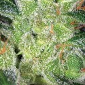 Cheese (Vision Seeds) Feminisoidut