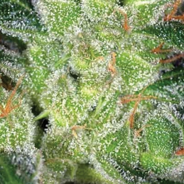 Cheese (Vision Seeds) Feminisoidut