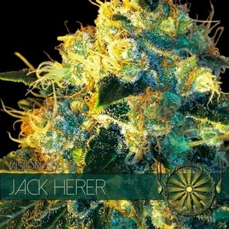 Jack Herer (Vision Seeds) Feminisoidut