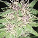 Jack Herer (Vision Seeds) Feminisoidut