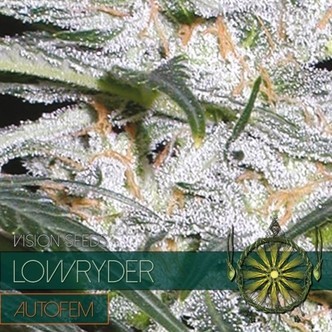 Lowryder (Vision Seeds) feminisoitu