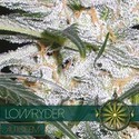 Lowryder (Vision Seeds) Feminisoidut