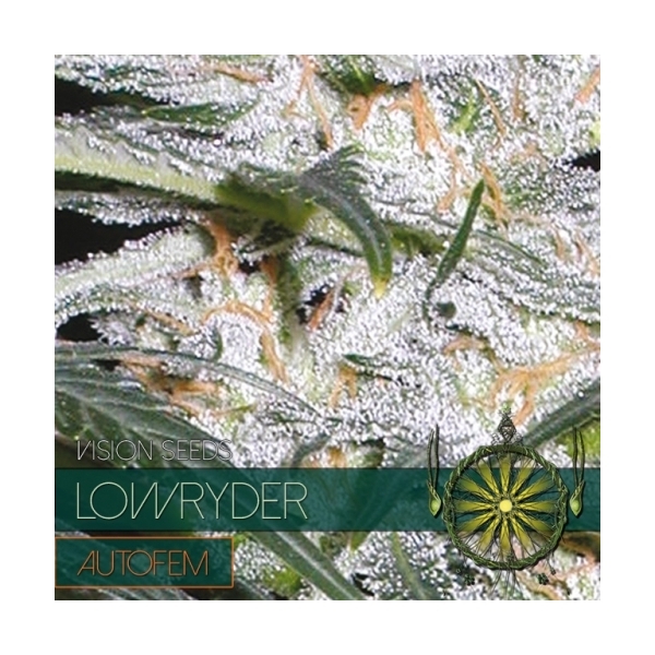 Lowryder (Vision Seeds) Feminisoidut