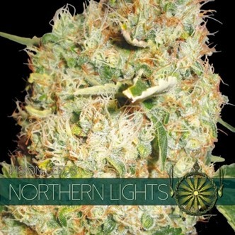 Northern Lights (Vision Seeds) feminisoidut