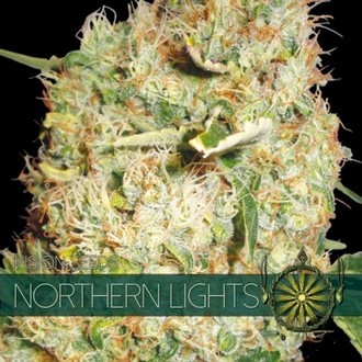 Northern Lights (Vision Seeds) Feminisoidut