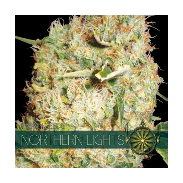 Northern Lights (Vision Seeds) Feminisoidut