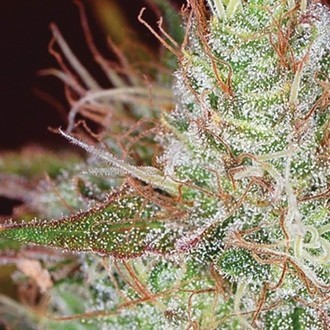 Northern Lights (Vision Seeds) Feminisoidut