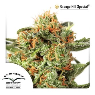Orange Hill Special (Dutch Passion) feminisoidut