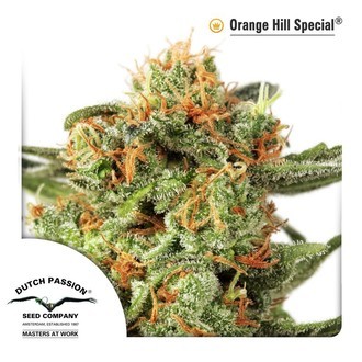 Orange Hill Special (Dutch Passion) Feminisoidut