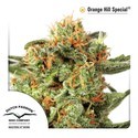Orange Hill Special (Dutch Passion) Feminisoidut