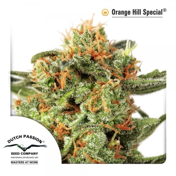 Orange Hill Special (Dutch Passion) Feminisoidut