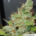 Orange Hill Special (Dutch Passion) Feminisoidut