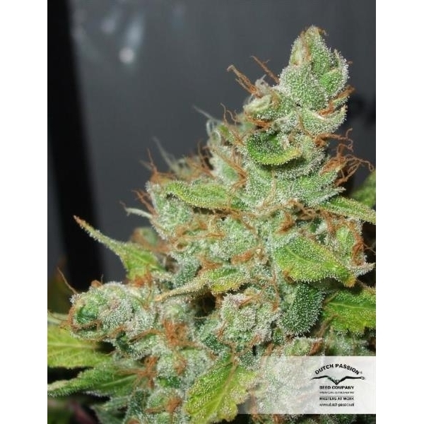 Orange Hill Special (Dutch Passion) Feminisoidut