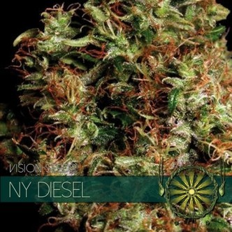 NY Diesel (Vision Seeds) feminisoidut kannabiksen siemenet