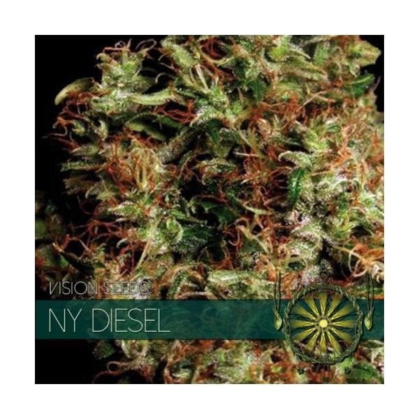 NY Diesel (Vision Seeds) Feminisoidut