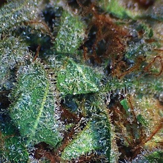 NY Diesel (Vision Seeds) Feminisoidut