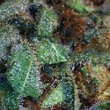 NY Diesel (Vision Seeds) Feminisoidut