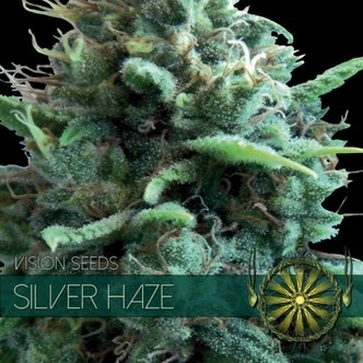 Silver Haze (Vision Seeds) feminisoidut