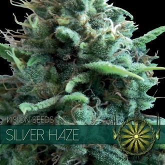 Silver Haze (Vision Seeds) Feminisoidut