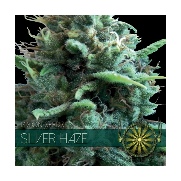 Silver Haze (Vision Seeds) Feminisoidut