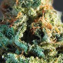 Silver Haze (Vision Seeds) Feminisoidut