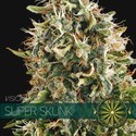 Super Skunk (Vision Seeds) Feminisoidut