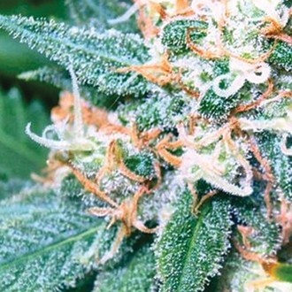 Super Skunk (Vision Seeds) Feminisoidut