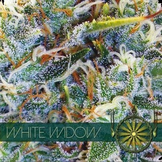 White Widow (Vision Seeds) Feminisoidut